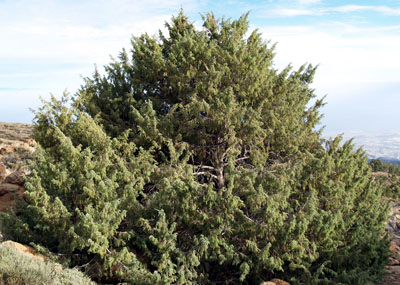 Juniperus cedrus