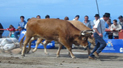 Planes en materia de ganadería - Consulta los planes y programas en materia de ganadería que tiene en marcha el Cabildo de Tenerife 