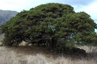 Sabina en Buenavista (Tenerife)