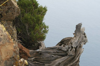 Sabina en Teno (Tenerife)