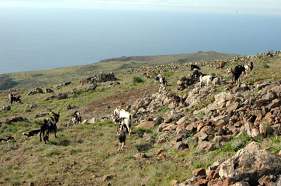 Pastoreo residual en Teno