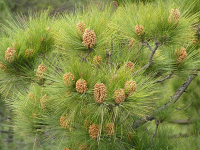 Pinus canariensis