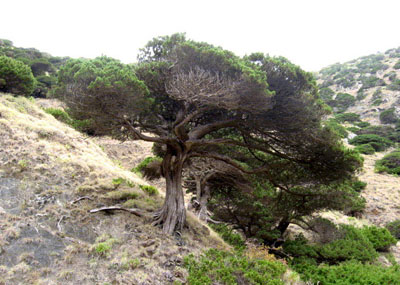 Juniperus turbinata