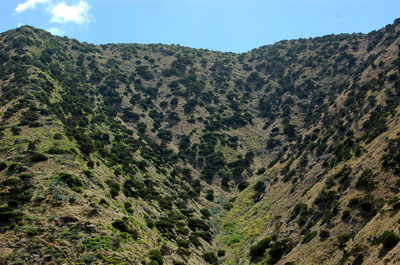 Sabinar en Tamargada (La Gomera)