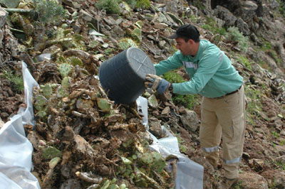 Erradicacin de Opuntia dillenii (penca bruja)