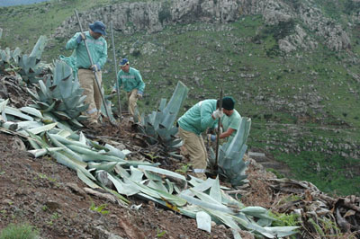 Erradicacin de Agave americana (pitera)