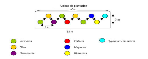 Orden de plantacin en hilera