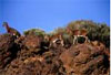 Control of the Mouflon on Teide - Mouflon control by big game hunting, areas where mouflon hunting is permitted in Tenerife and approved hunting dates. 