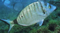 Archivo fotográfico de peces - Listado de las especies de peces que se pueden encontrar en la Isla. 